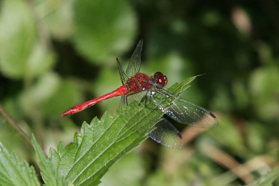 Sympetrum sanguineum (maschio)